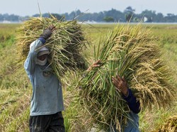 Sektor Pertanian Konsisten Tumbuh Positif Selama Pandemi, Ini Kata BPS