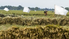 Ombudsman: Pendapatan 60 Persen Petani Cuma Rp150 Ribu
