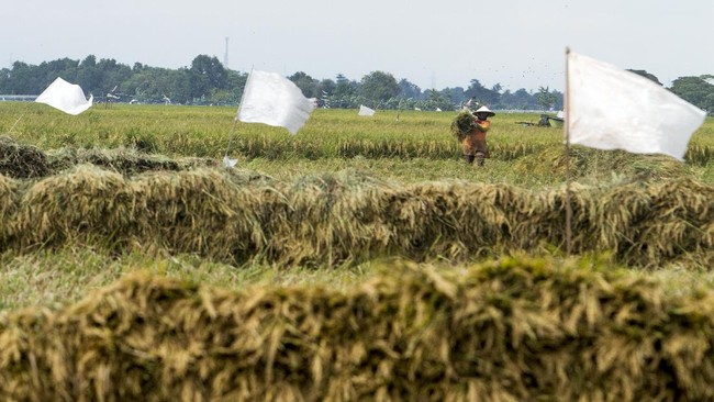 Ombudsman RI menyebut bahwa mayoritas atau 60 persen petani Indonesia hanya memiliki pendapatan tak lebih dari Rp150 ribu per bulan.