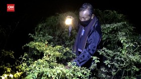 VIDEO: Harga Cabai Meroket, Petani Ronda Malam Jaga Kebun