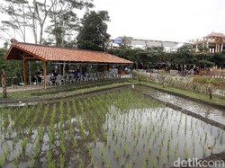 NK Cafe, Restoran Tengah Sawah yang Bisa Bawa Pulang Hasil Panen Petani