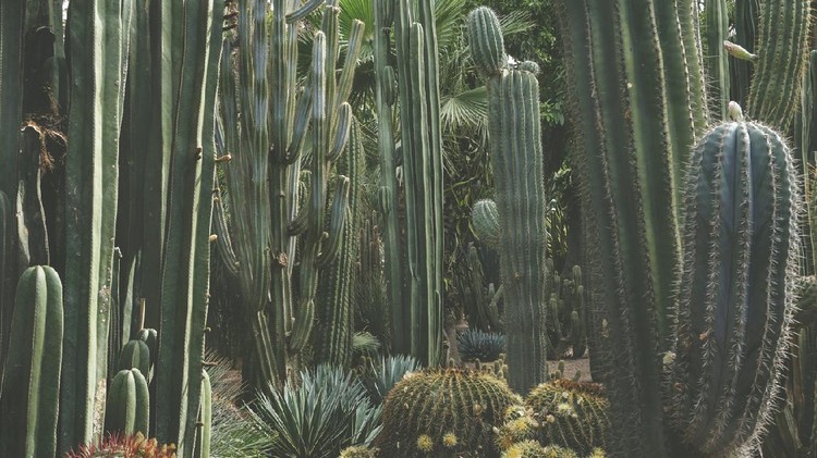 Various succulent cactus plants perfect for backgrounds.