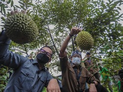 Momen Sandiaga Uno & Bima Arya Belah Duren di Rancamaya Bogor