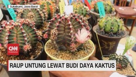 VIDEO: Raup Untung Lewat Budidaya Kaktus