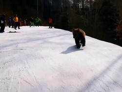 Hii Serem! Ada Turis Dikejar Beruang (Lagi) di Rumania