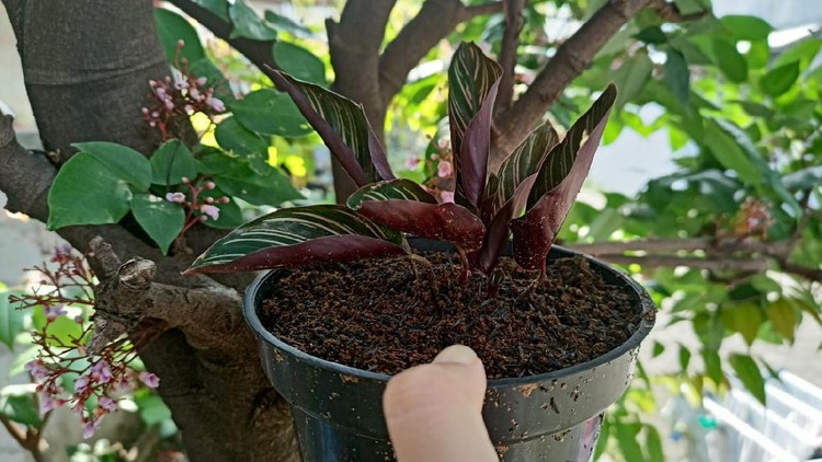 Daun tanaman hias calathea menutup Daun tanaman hias calathea menutup