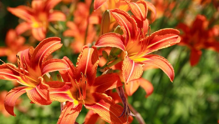 Beautiful orange day lilies closeup. Nice background