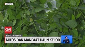 VIDEO: Mitos dan Manfaat Daun Kelor
