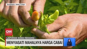 VIDEO: Menyiasati Mahalnya Harga Cabai