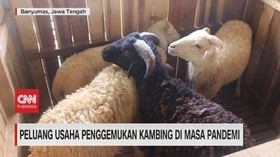 VIDEO: Peluang Usaha Penggemukan Kambing di Masa Pandemi