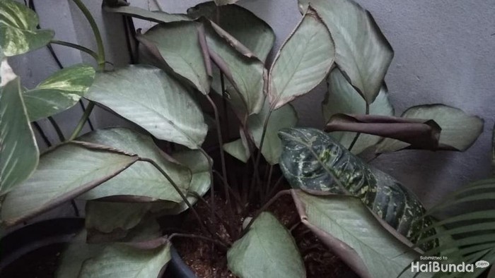 Tanaman hias calathea