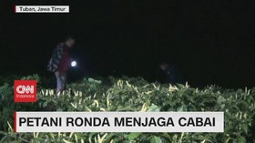 VIDEO: Petani Ronda Menjaga Cabai