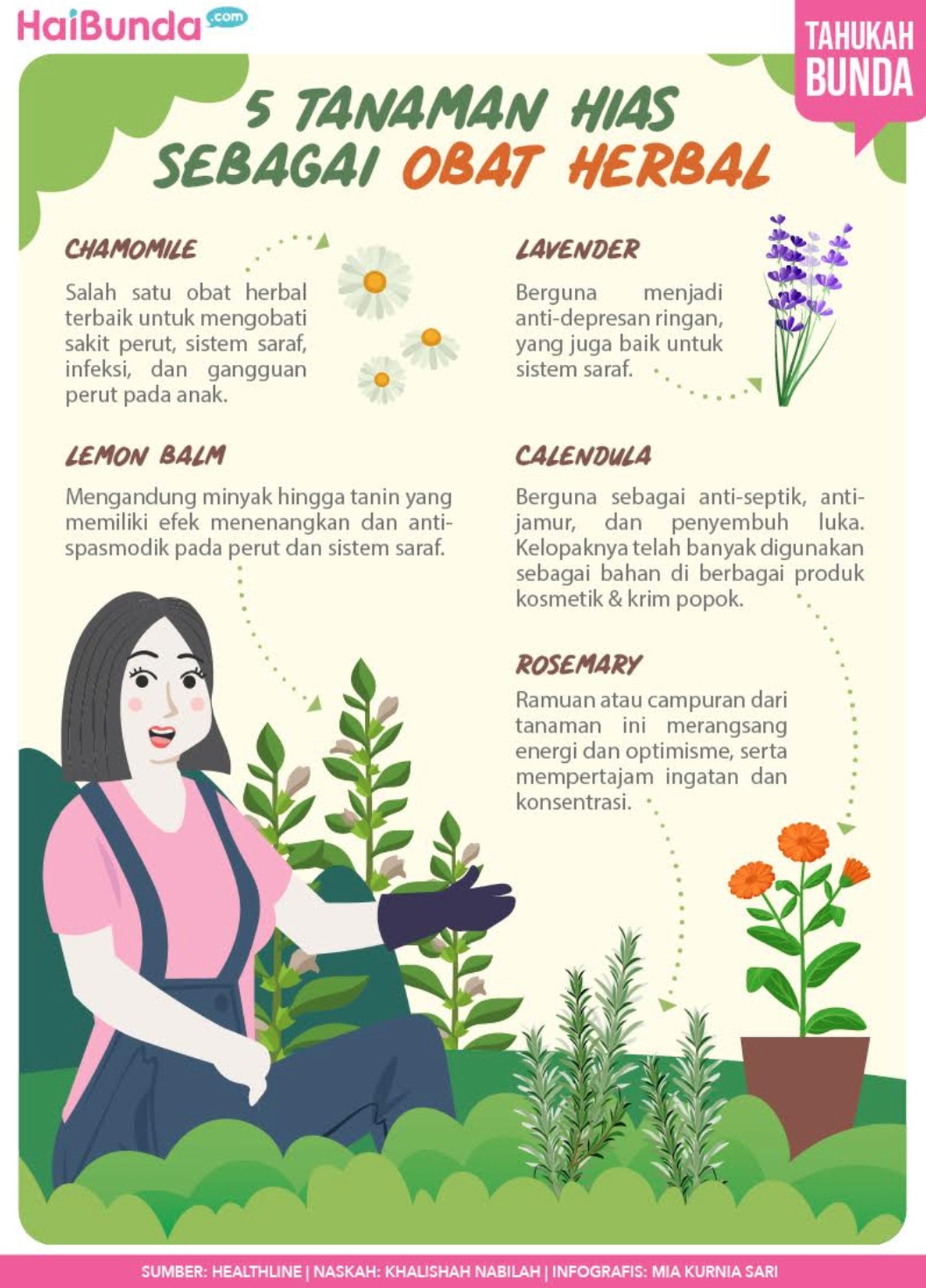 Infografis tanaman herbal