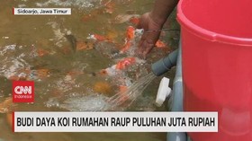 VIDEO: Budi Daya Koi Rumahan Raup Puluhan Juta Rupiah