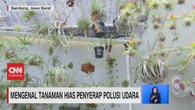 VIDEO: Mengenal Tanaman Hias Penyerap Polusi Udara