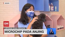 VIDEO: Microchip Pada Anjing