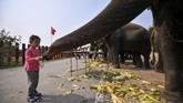 FOTO: Doa dan Penghormatan di Hari Gajah Nasional Thailand Gajah menjadi bagian dari sejarah Thailand. Setiap 13 Maret warga setempat memperingati Hari Gajah Nasional Thailand.