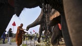 FOTO: Doa dan Penghormatan di Hari Gajah Nasional Thailand Gajah menjadi bagian dari sejarah Thailand. Setiap 13 Maret warga setempat memperingati Hari Gajah Nasional Thailand.