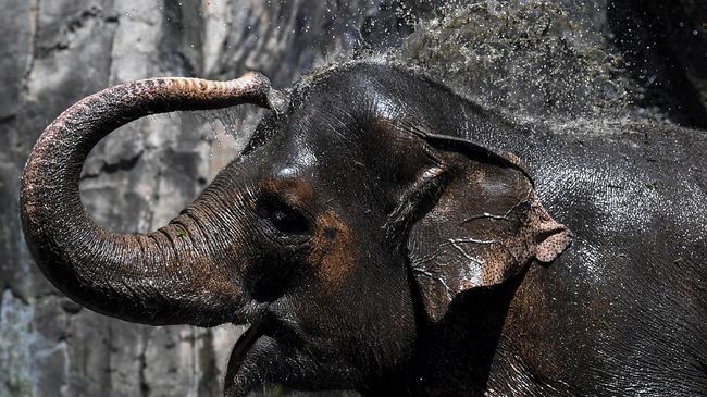 Taman Margasatwa Ragunan juga akan rutin menggelar wisata virtual melalui Instagram demi memenuhi kerinduan pengunjung selama PPKM Level 4.