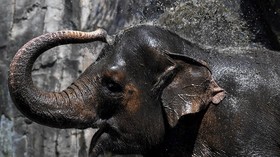 Alasan Senin Jadi Hari Paling Ditunggu Satwa Ragunan