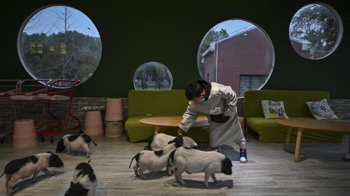 FOTO: Tren Kafe Hewan Menjamur di Shanghai