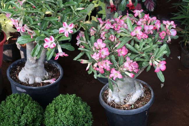 6 Cara Mudah Menyilang Tanaman Hias Bunga Adenium - Adenium Adalah Tanaman Hias Dari Jenis