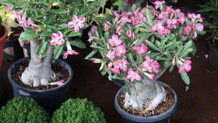 Adenium Photo showing a Desert Rose (Adenium obesum) plant that has been made over as a bonsai tree. This species is also known under the common names of Sabi star, kudu, mock azalea and impala lily.