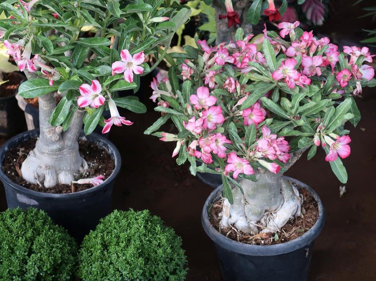 Adenium Photo showing a Desert Rose (Adenium obesum) plant that has been made over as a bonsai tree. This species is also known under the common names of Sabi star, kudu, mock azalea and impala lily.