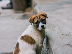 Pemkab Belitung Perketat Populasi Anjing Liar di Jalanan dan Bandara