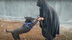 Hesti Disebut Setuju Lepas 47 Anjing, Dinas Cari Penampungan