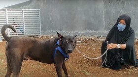 Muhammadiyah: Menyayangi Anjing Liar Termasuk Akhlak Baik