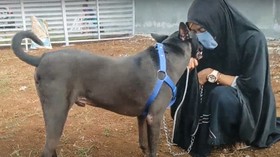 47 Anjing Hesti Menunggu Diadopsi Penampung Baru