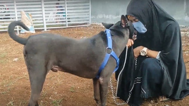 Polisi mengatakan Hesti Sutrisno sepakat melepas 47 dari 70 ekor anjing liar yang dia rawat. Hingga kini aparat masih menunggu yang mau menampungnya.
