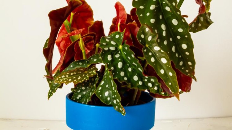 Begonia maculata. Plant in blue pot. White background.