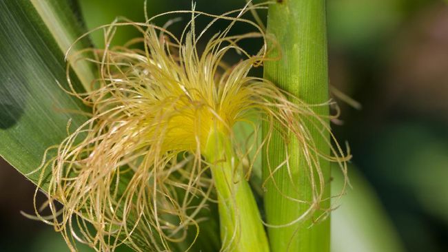 Berikut sejumlah manfaat jagung muda termasuk menjadi obat darah tinggi.