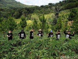 1.824 Hektare Lahan di Ponorogo Siap Ditanami Porang