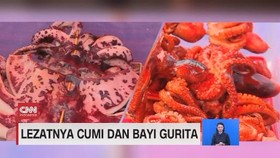 VIDEO: Menikmati Lezatnya Cumi dan Bayi Gurita