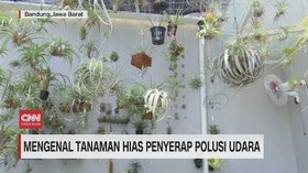VIDEO: Mengenal Tanaman Hias Penyerap Polusi Udara
