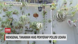 VIDEO: Mengenal Tanaman Hias Penyerap Polusi Udara