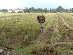 Musim Panen, Petani Curhat Harga Gabah Turun