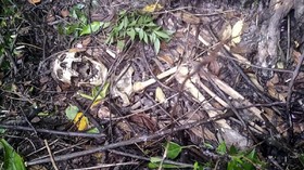 Abdi Dalem Temukan Kerangka Manusia di Lereng Gunung Merapi