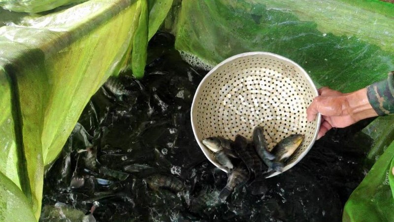 Gerakkan Perikanan Budidaya Jadi Penopang Ketahanan Pangan dan Pembangunan Ekonomi Daerah di Tengah Pandemi