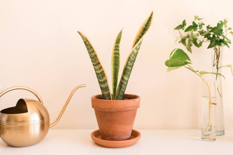 TANAMAN HIAS DRACAENA HINGGA ZZ PLANT Bunda gemar mengoleksi tanaman hias untuk dekorasi rumah agar tampak lebih indah? Berikut ini adalah rekomendasi tanaman hias yang bisa Bunda pilih.