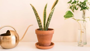 TANAMAN HIAS DRACAENA HINGGA ZZ PLANT