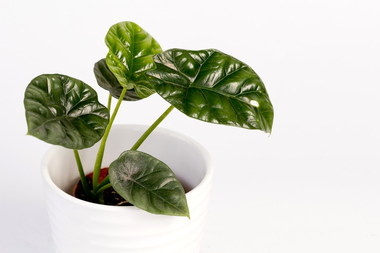 Alokasia Potted house plant isolated on white background