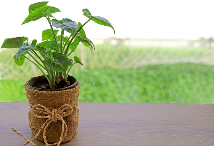 Alokasia Potted Alocasia Cucullata on the Wooden Table of Upper Floor Terrace with Blurry Backyard in Background