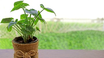 CARA AGAR DAUN ALOKASIA MENGILAP
