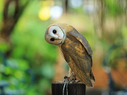 Burung yang Monogami Juga Bisa Cerai, Apa Saja Spesiesnya?
