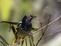Kasihan, Burung Ini Hampir Punah Sampai Lupa Bernyanyi