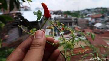 CARA MERAWAT TANAMAN CABAI DI POLYBAG DAN KAPAN WAKTU PANEN?